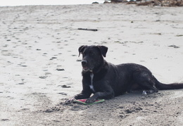 Dylan on the beach2011d26c108